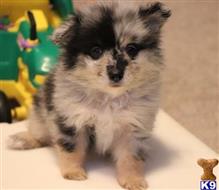 pomeranian puppy posted by Jessica reynolds